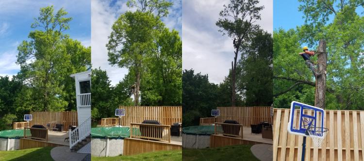 picture of tree removal near a fence