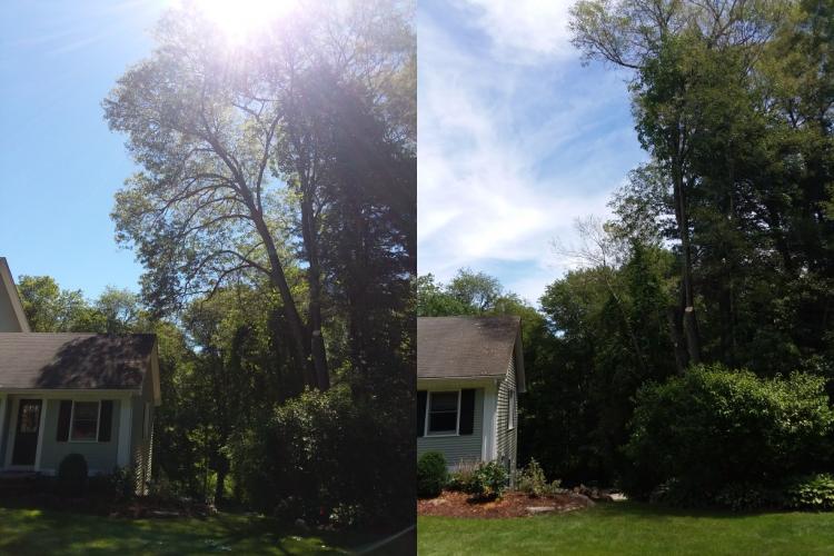 picture of tree removal near a house