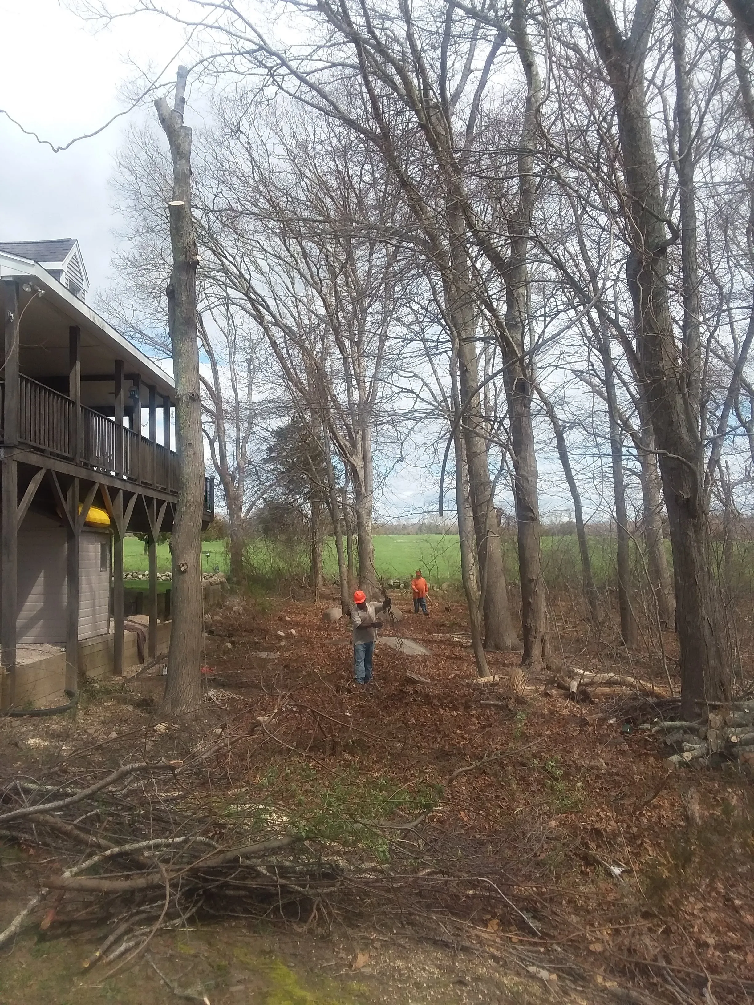 Backyard Tree Management - Before