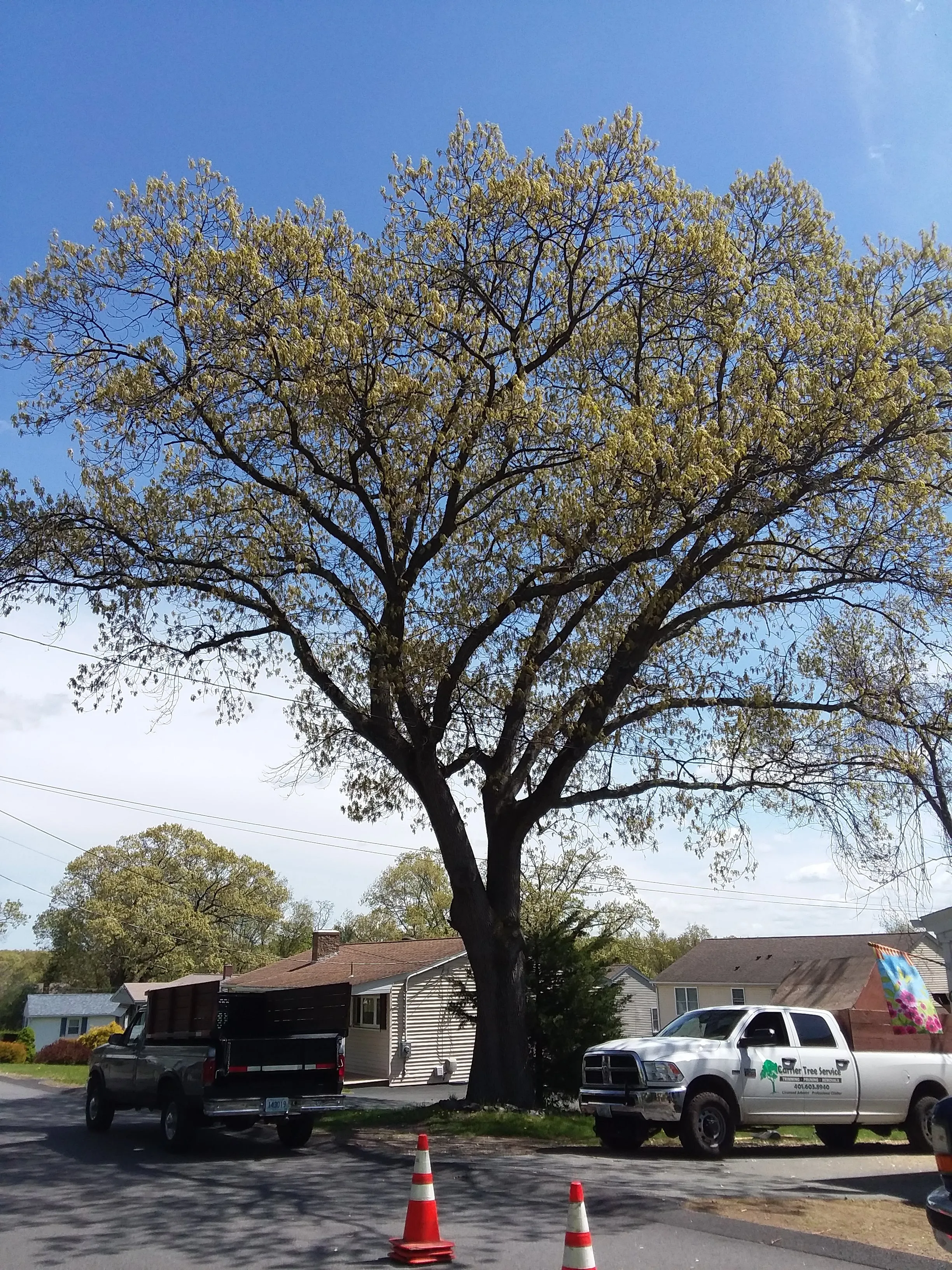 Street Tree Removal - Before