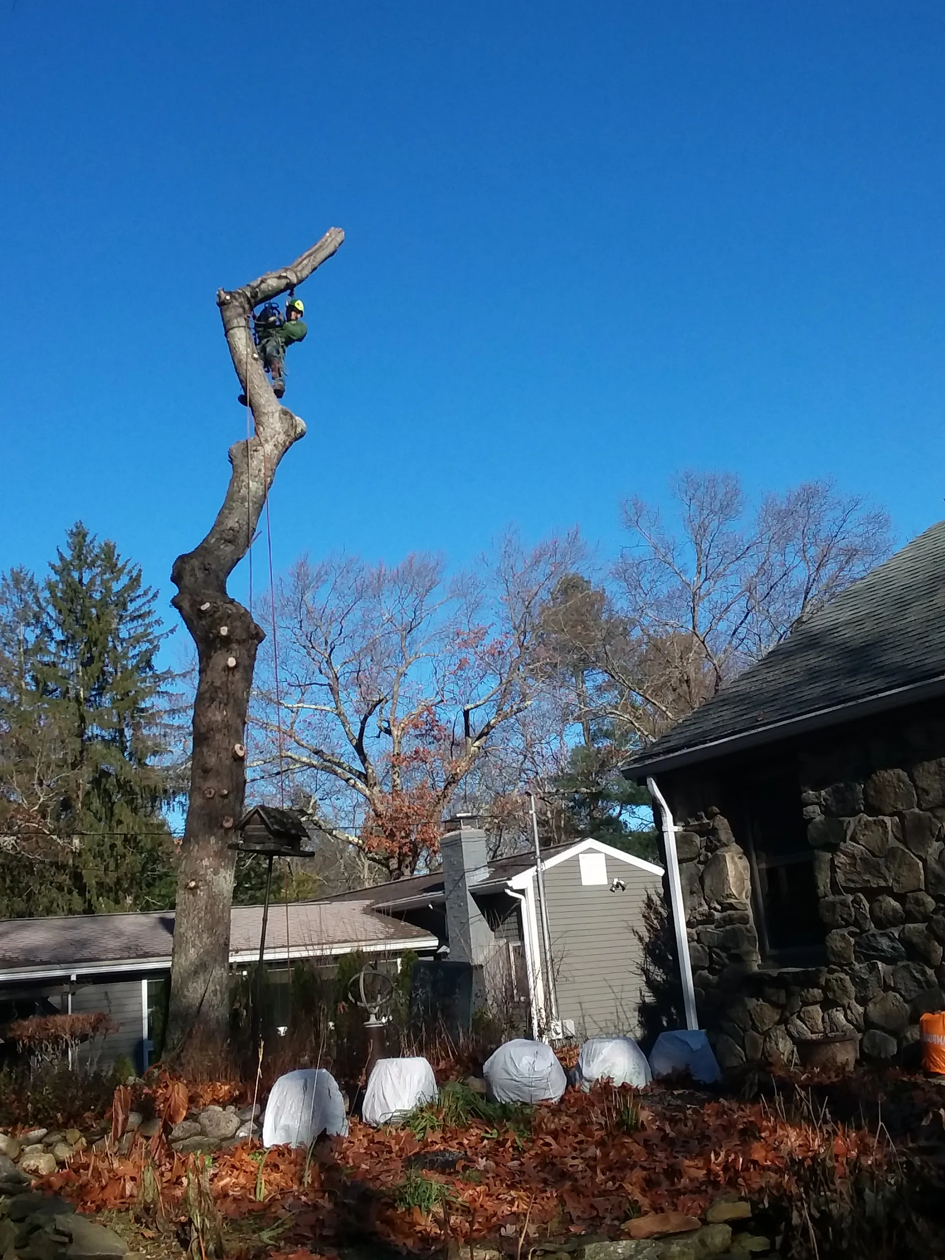 Expert Tree Removal - After