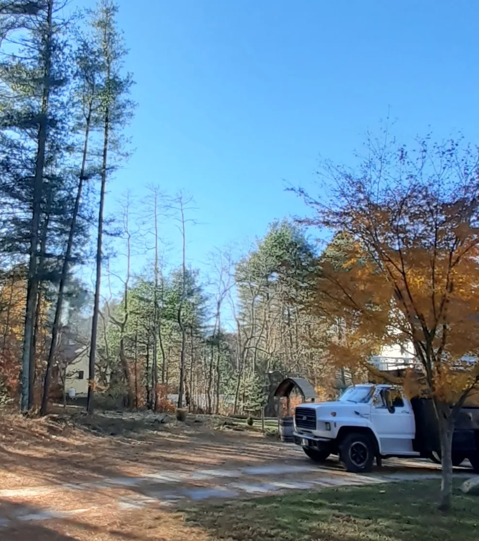 Forest Management & Clearing - After