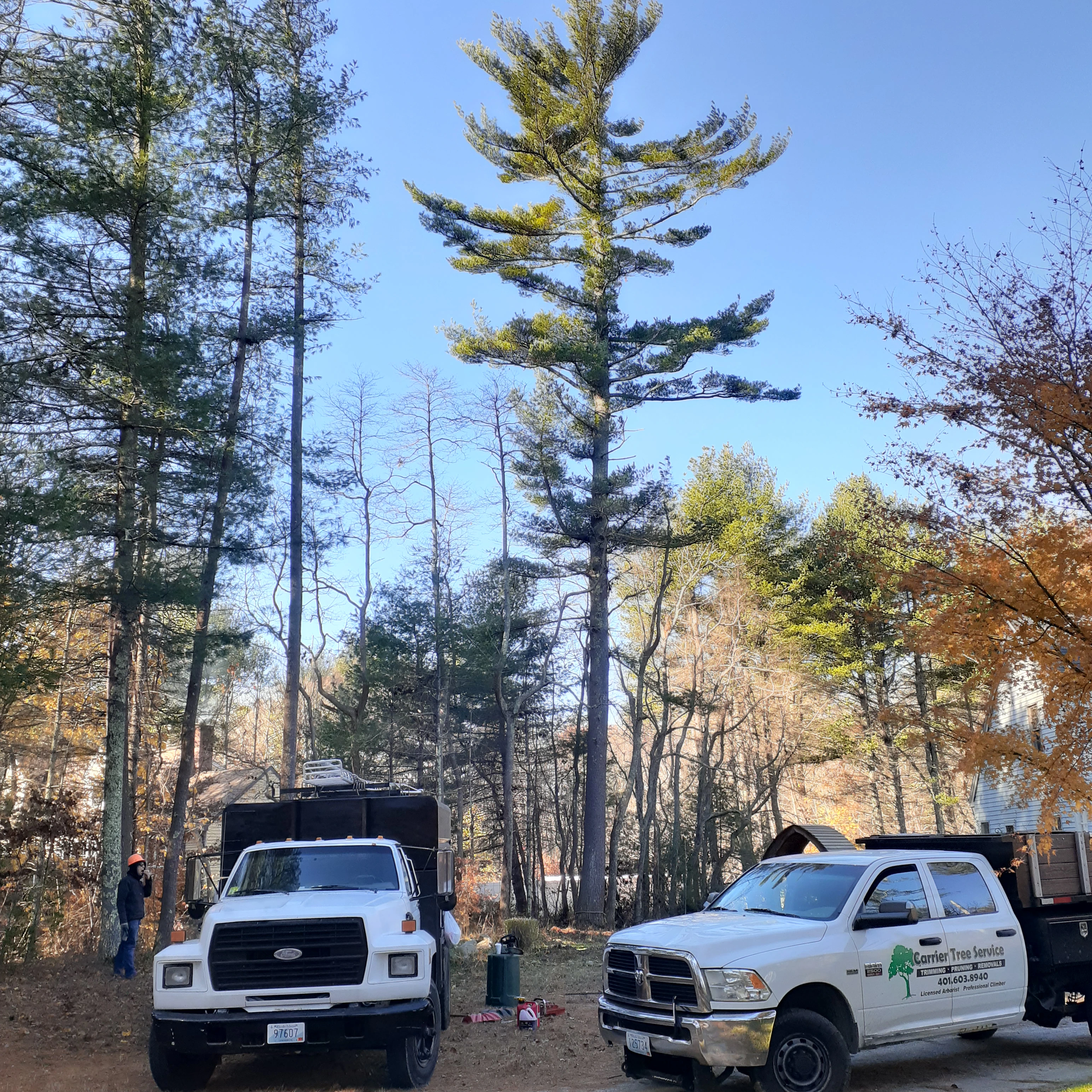 Forest Management & Clearing - Before