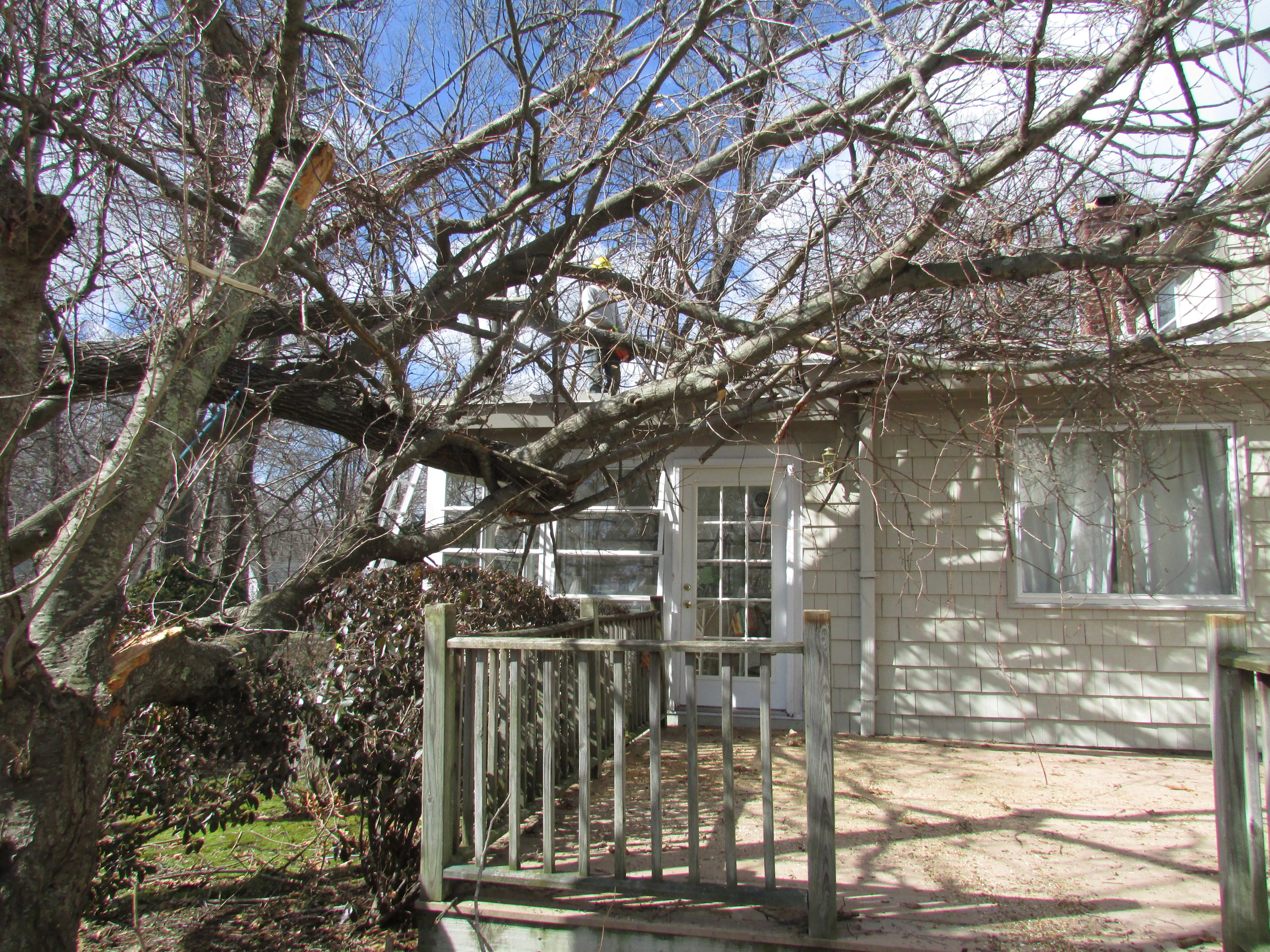 Hazardous Tree Assessment