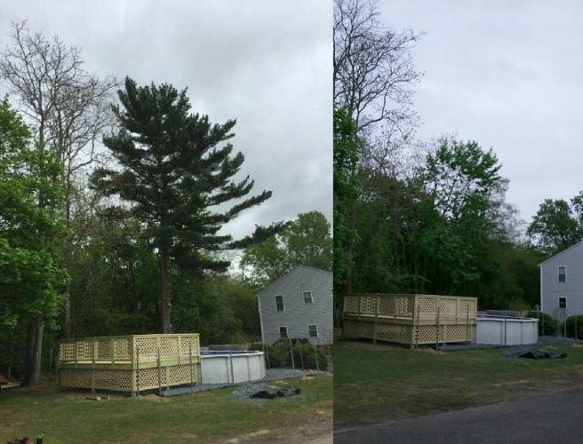 picture of tall tree removal near a pool